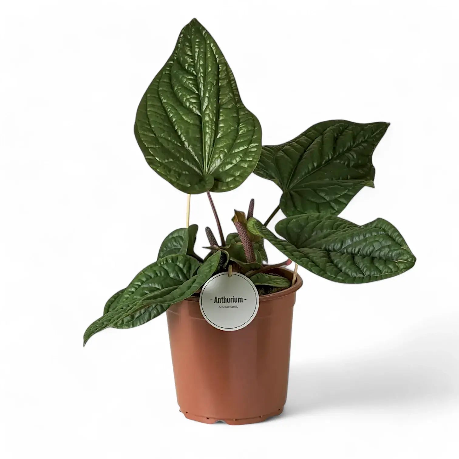 Anthurium radicans x luxurians – Topfpflanze im Kulturtopf vor weißem Hintergrund, Produktfoto 8.