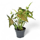 Syngonium podophyllum 'Regina Red' – Zimmerpflanze im Kulturtopf auf weißem Hintergrund, Produktfoto 4.