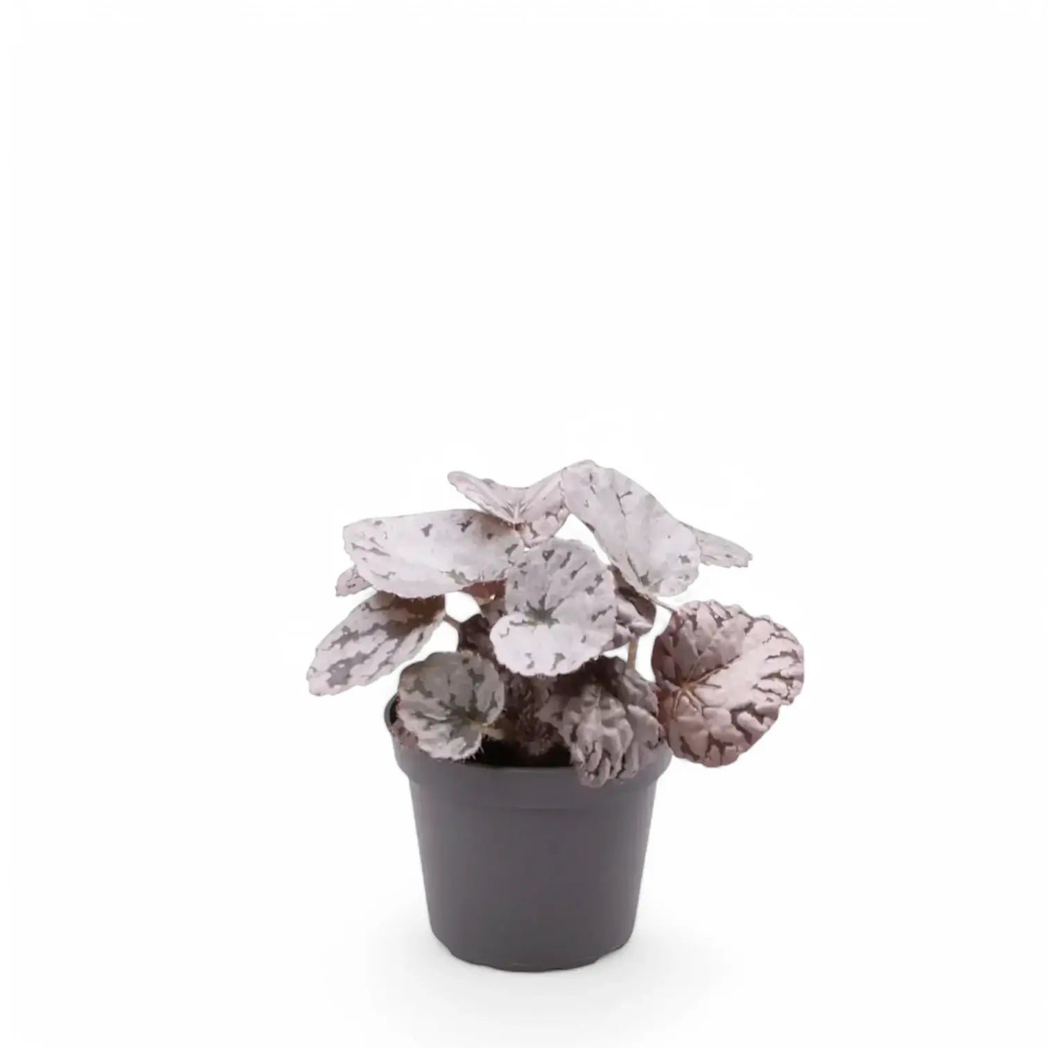 Begonia rex 'Chayo' – Zimmerpflanze im Kulturtopf auf weißem Hintergrund, Produktfoto 8.