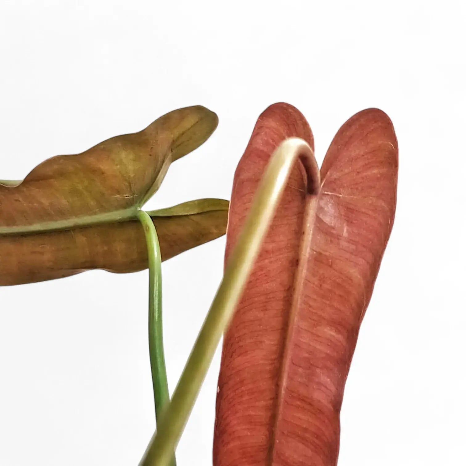 Philodendron atabapoense leaf close-up on white background.