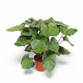 Homalomena rubescens ‘Maggy’ potted houseplant in nursery pot on white background, product photo 3.