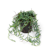 Curio hallianus potted houseplant in nursery pot on white background, product photo 3.