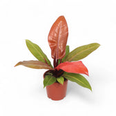 Philodendron 'Red Sun' – Zimmerpflanze im Kulturtopf auf weißem Hintergrund, Produktfoto 6.