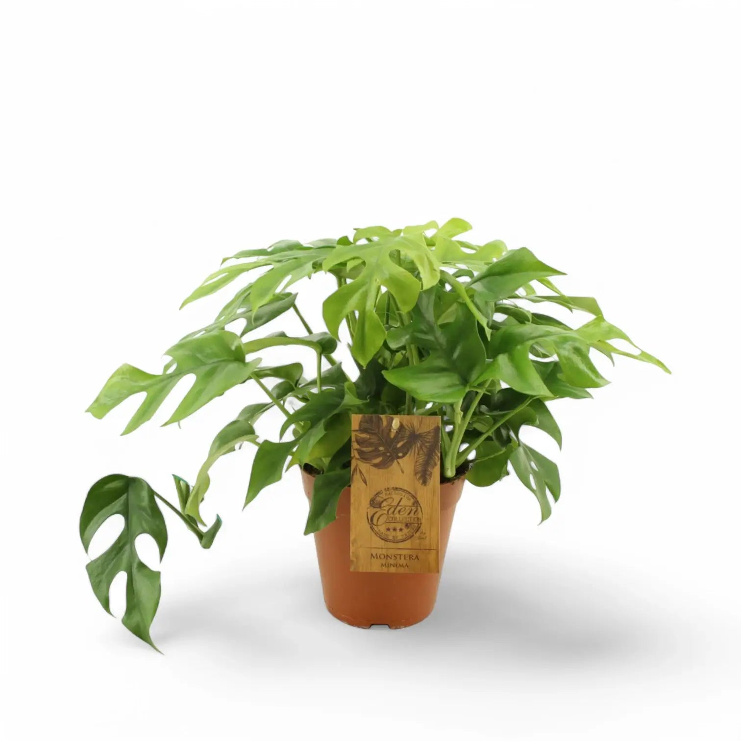 Rhaphidophora tetrasperma potted houseplant in nursery pot on white background, product photo 6.