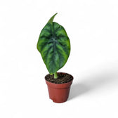 Alocasia clypeolata 'Green shield' potted houseplant in nursery pot on white background, product photo 4.