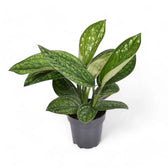 Monstera sp. Peru ('Karstenianum') – Zimmerpflanze im Kulturtopf auf weißem Hintergrund, Produktfoto 5.