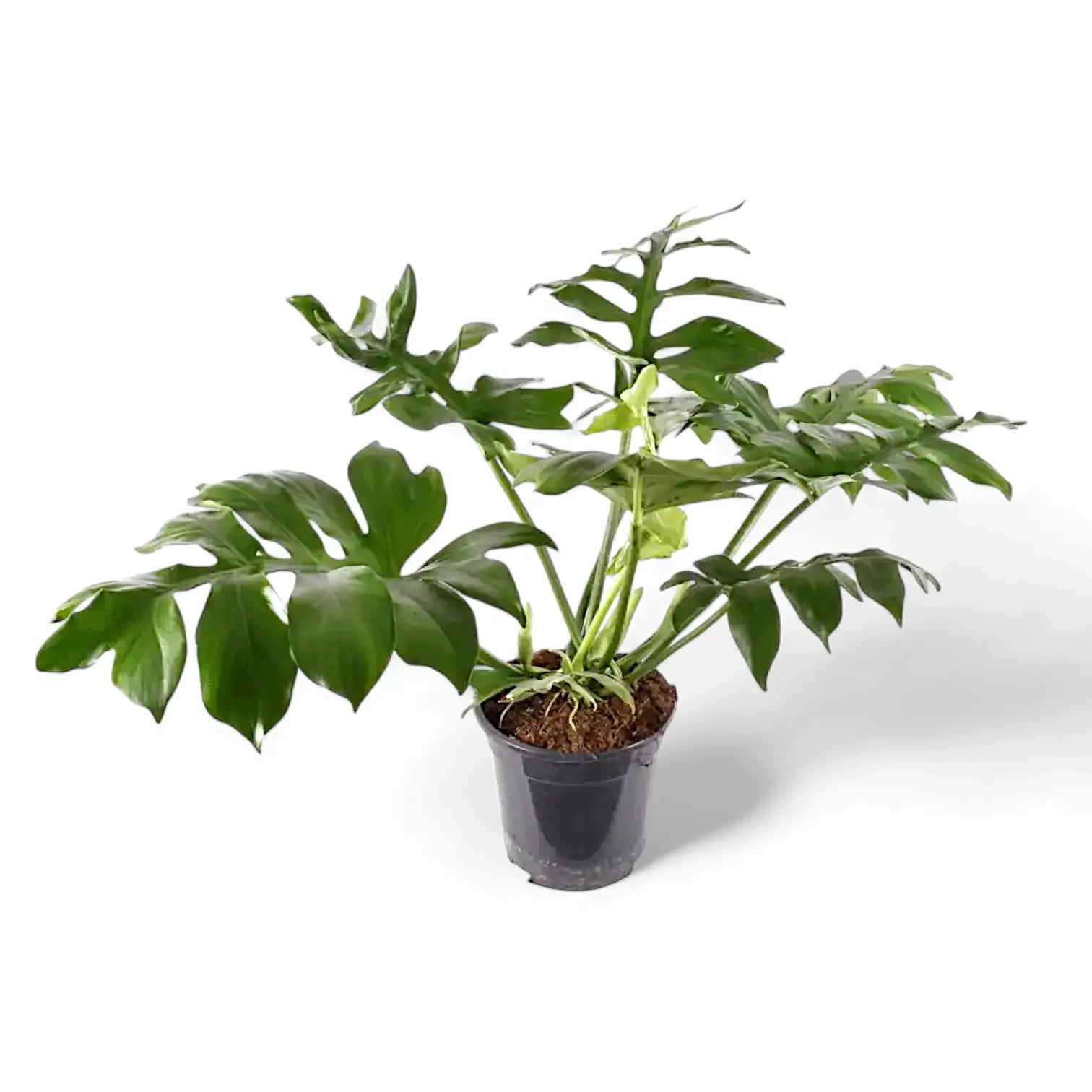 Philodendron mayoi – Topfpflanze im Kulturtopf vor weißem Hintergrund, Produktfoto 4.