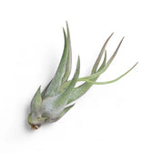 Tillandsia seleriana potted houseplant in nursery pot on white background, product photo 2.