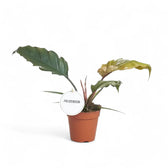 Philodendron 'Caramel Pluto' ('Chocolate Empress', 'Pluto') potted houseplant in nursery pot on white background, product photo 4.