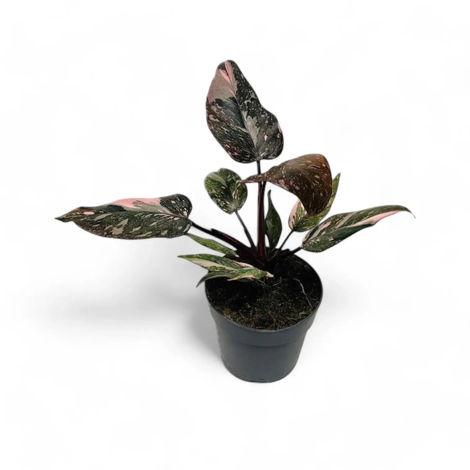 Philodendron 'Pink princess Marble' potted houseplant in nursery pot on white background, product photo 8.