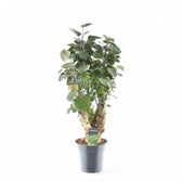 Polyscias scutellaria 'Fabian' potted houseplant in nursery pot on white background, product photo 5.