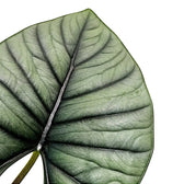 Nahaufnahme eines Blatts von Alocasia 'Bisma' vor weißem Hintergrund.