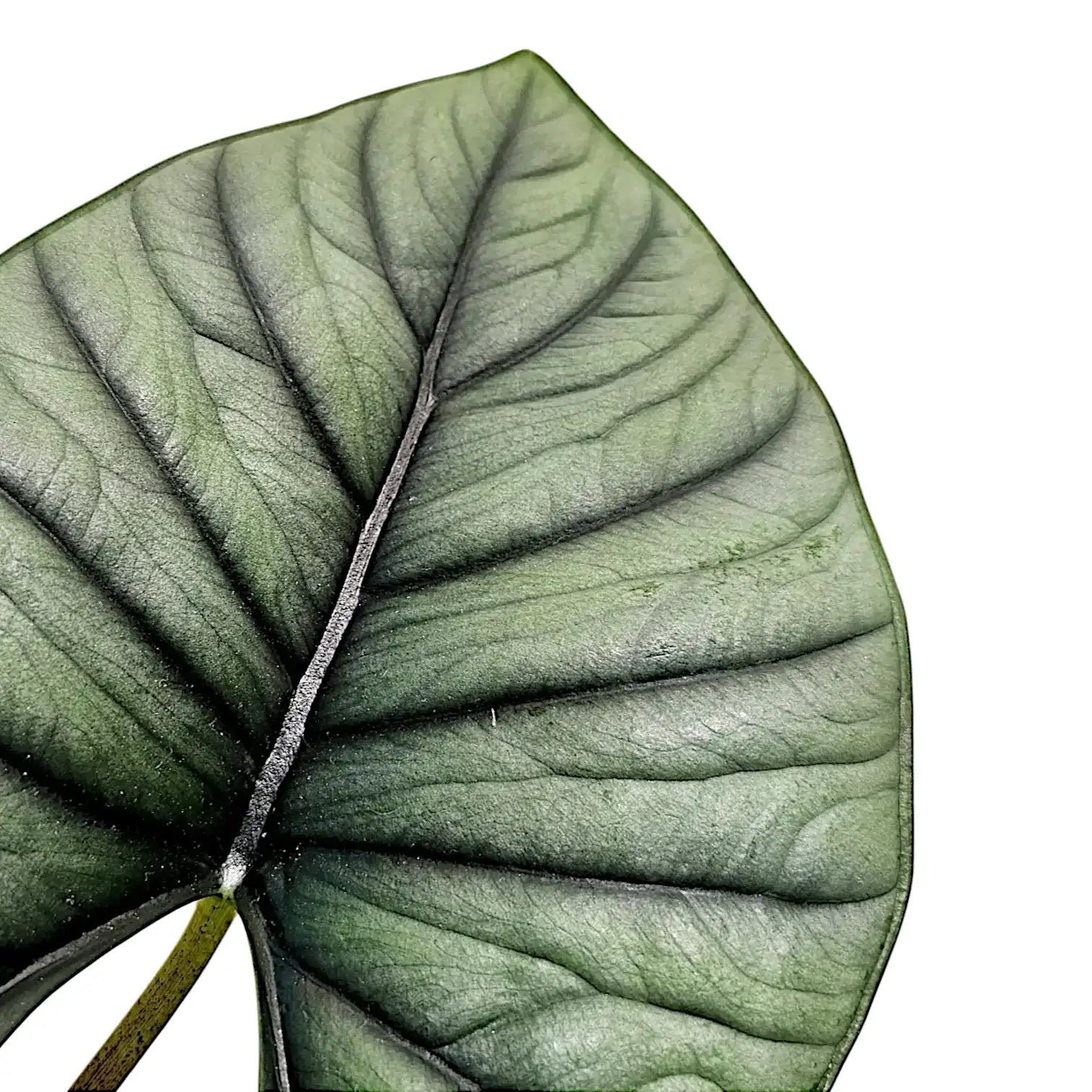 Nahaufnahme eines Blatts von Alocasia 'Bisma' vor weißem Hintergrund.