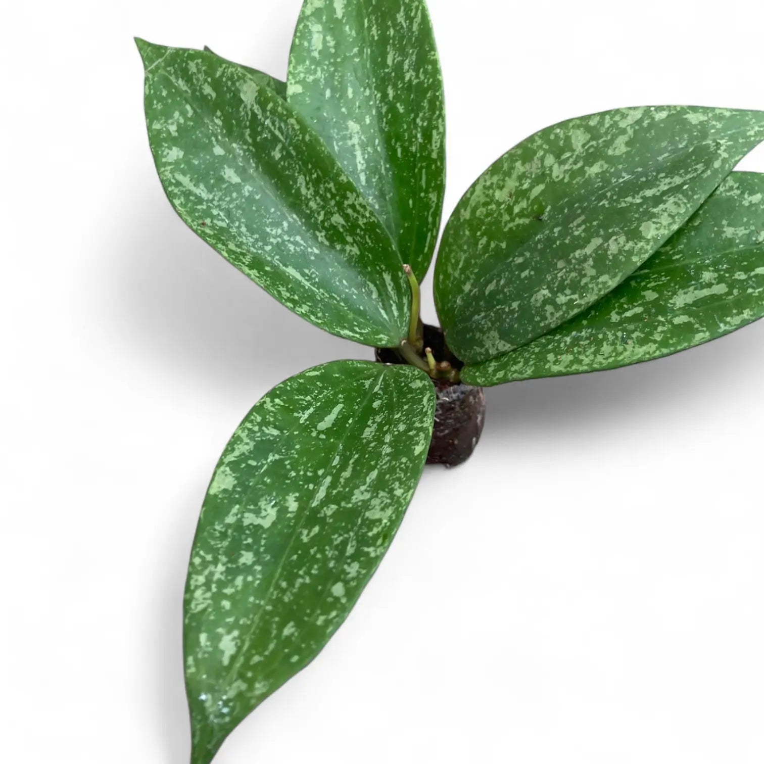 Hoya sp. Rangsan – Topfpflanze im Kulturtopf vor weißem Hintergrund, Produktfoto 5.