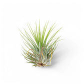 Tillandsia Air Plants