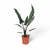 Alocasia lauterbachiana potted houseplant in nursery pot on white background, product photo 2.