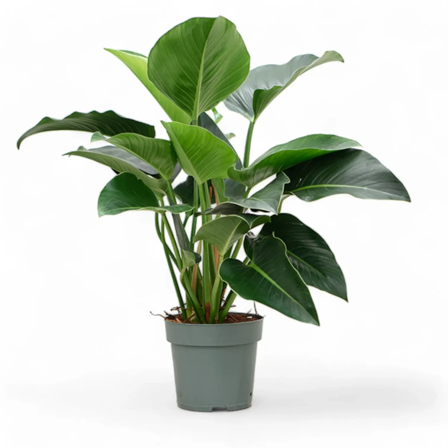 Philodendron 'Green beauty' – Zimmerpflanze im Kulturtopf auf weißem Hintergrund, Produktfoto 3.