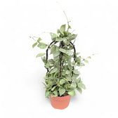 Hoya krohniana 'Super Silver' potted houseplant in nursery pot on white background, product photo 10.