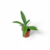 Philodendron campii 'Lynette' potted houseplant in nursery pot on white background, product photo 2.