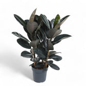 Ficus elastica 'Abidjan' potted houseplant in nursery pot on white background, product photo 13.