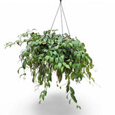 Aeschynanthus longicaulis (marmoratus) – Zimmerpflanze im Kulturtopf auf weißem Hintergrund, Produktfoto 5.