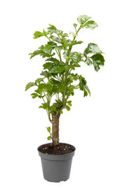 Polyscias scutellaria 'Butterfly' – Topfpflanze im Kulturtopf vor weißem Hintergrund, Produktfoto 3.