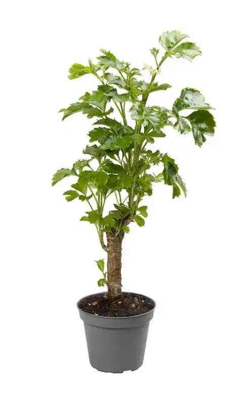 Polyscias scutellaria 'Butterfly' – Topfpflanze im Kulturtopf vor weißem Hintergrund, Produktfoto 3.