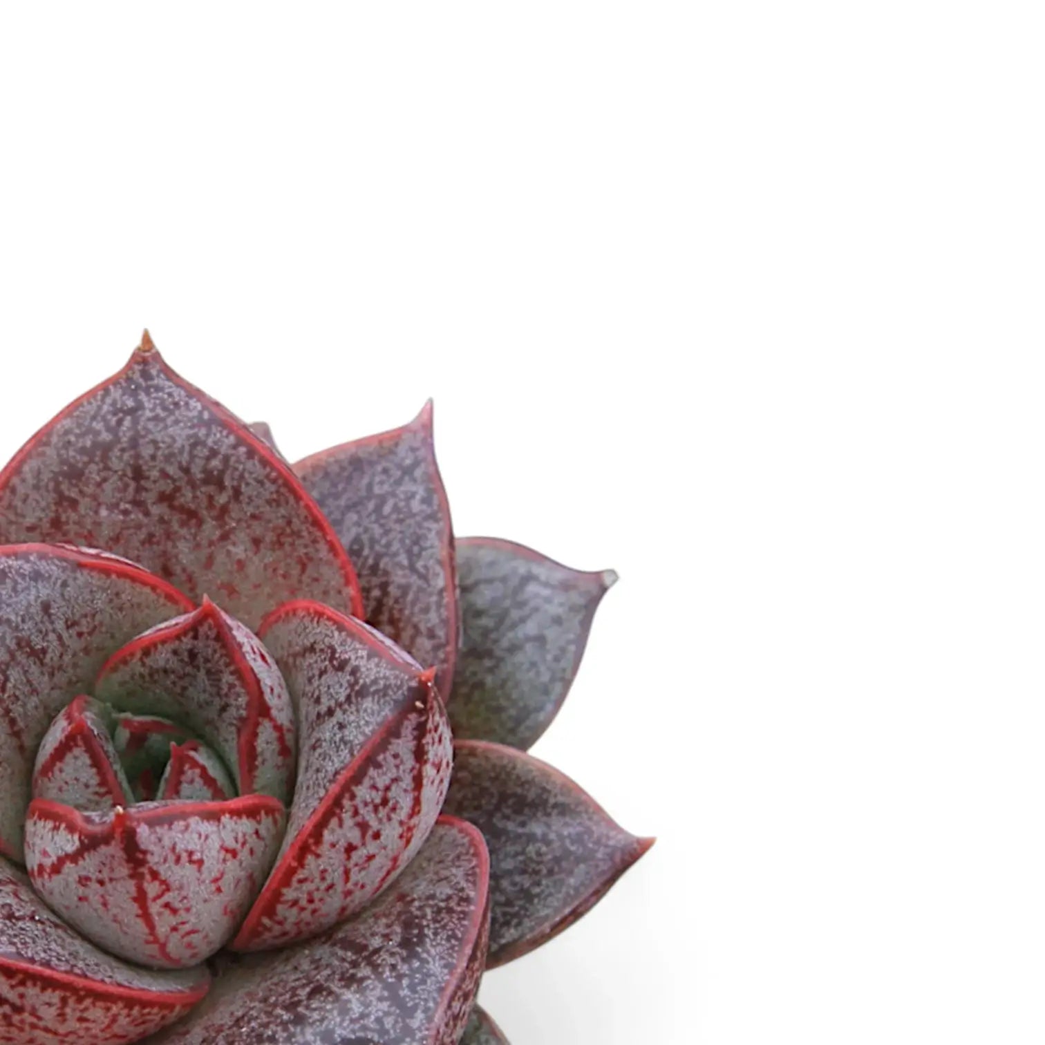 Nahaufnahme eines Blatts von Echeveria purpusorum vor weißem Hintergrund.