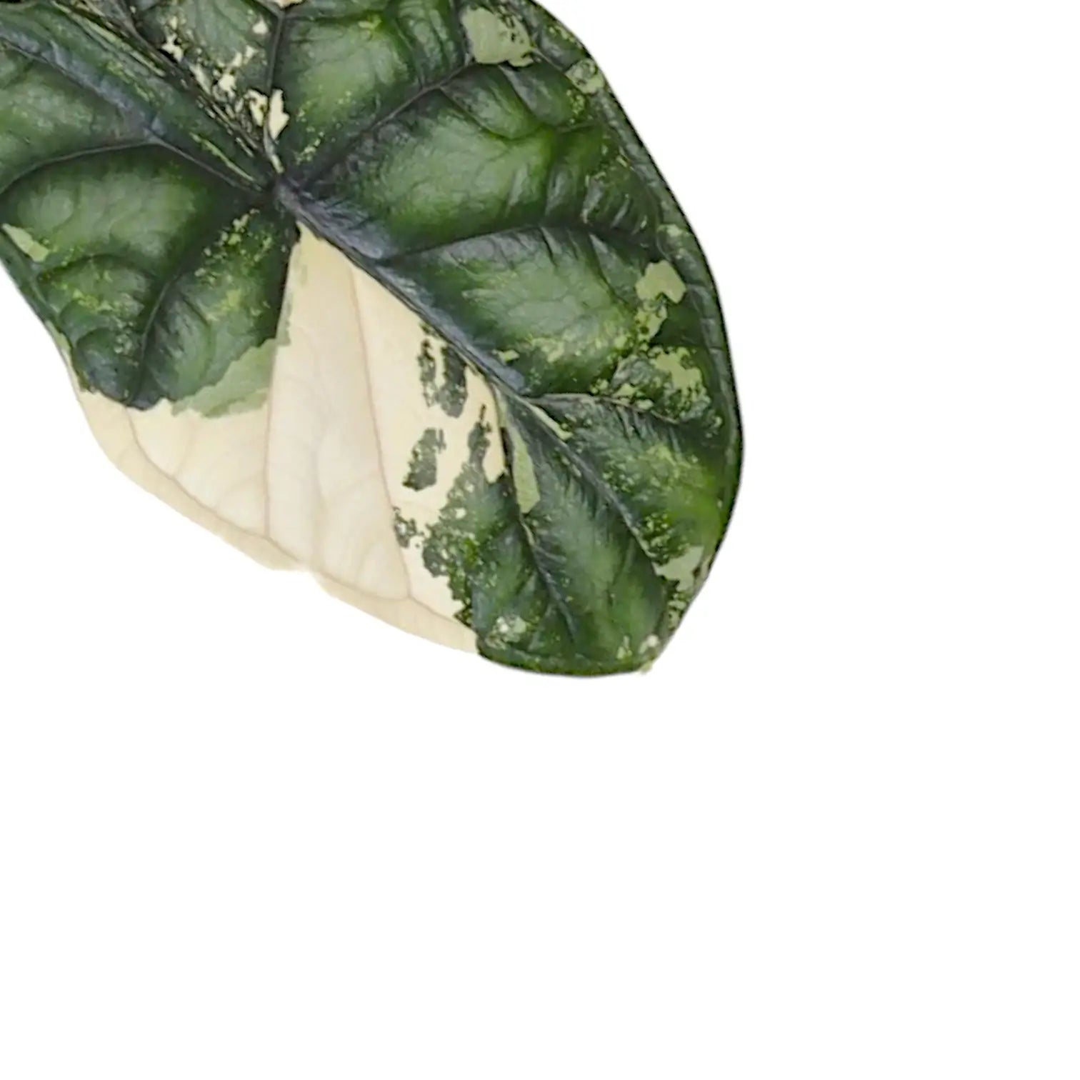 Alocasia baginda 'Dragon scale' albo-variegata potted houseplant in nursery pot on white background, product photo 12.