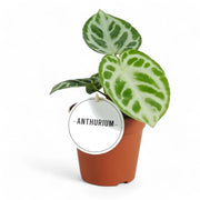 Anthurium 'Silver blush' – Topfpflanze im Kulturtopf vor weißem Hintergrund, Produktfoto 9.