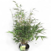 Fargesia robusta 'Formidable' potted houseplant in nursery pot on white background, product photo 3.