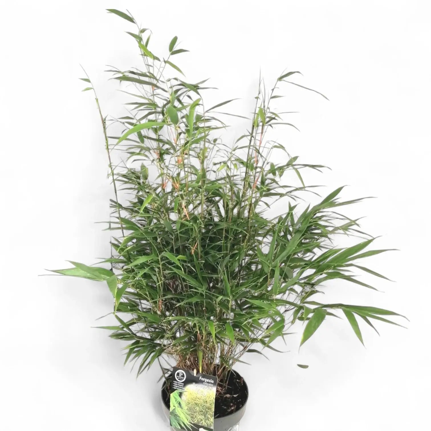 Fargesia robusta 'Formidable' potted houseplant in nursery pot on white background, product photo 3.