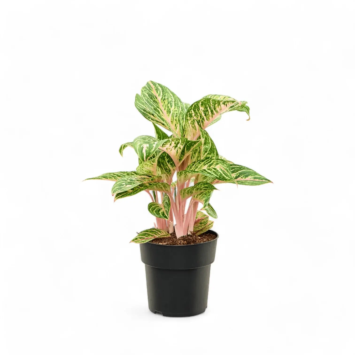 Aglaonema 'Cocomelon' – Topfpflanze im Kulturtopf vor weißem Hintergrund, Produktfoto 4.