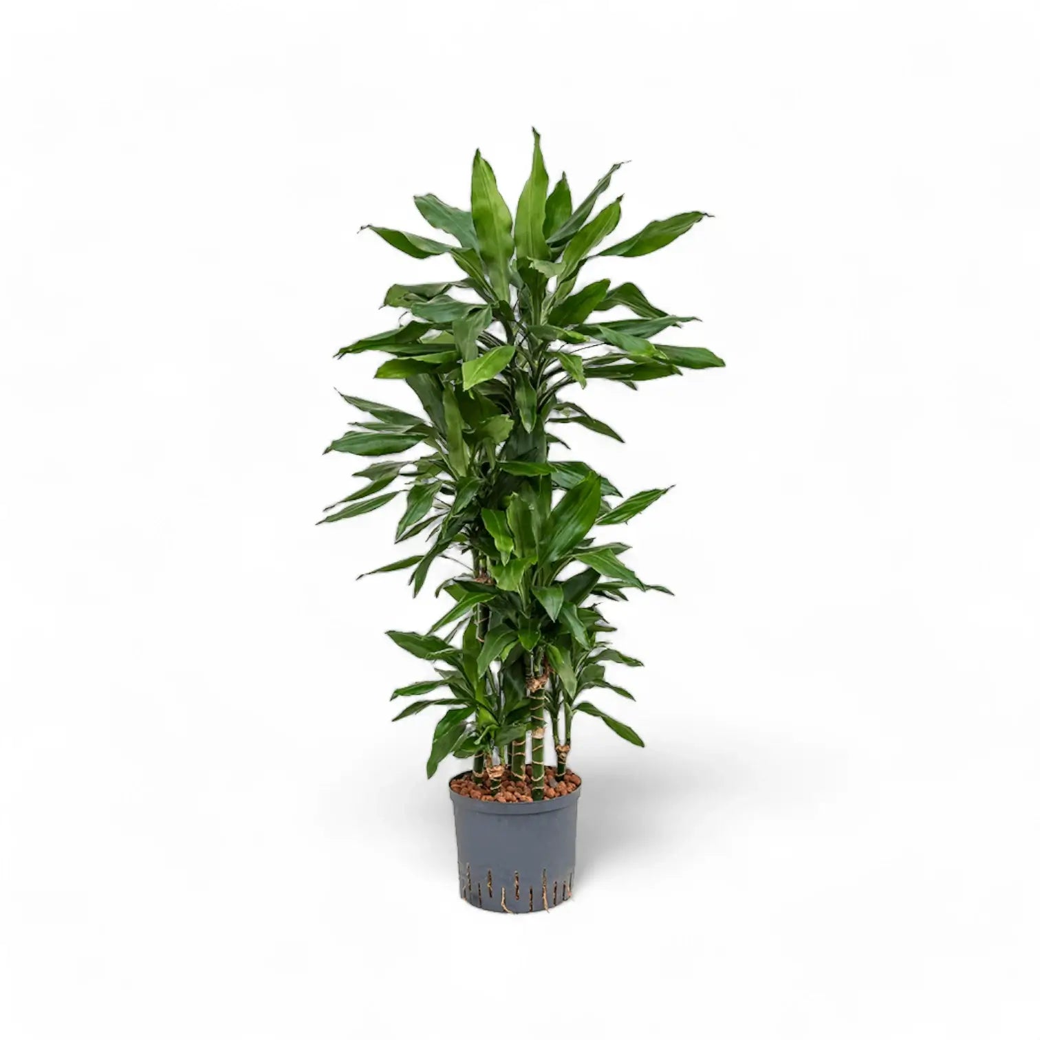 Dracaena fragrans 'Janet Lind' – Topfpflanze im Kulturtopf vor weißem Hintergrund, Produktfoto 9.