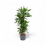 Dracaena fragrans 'Janet Lind' – Topfpflanze im Kulturtopf vor weißem Hintergrund, Produktfoto 9.