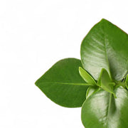 Nahaufnahme eines Blatts von Clusia rosea 'Princess' vor weißem Hintergrund.