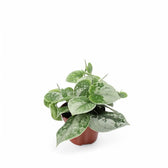 Scindapsus pictus 'Silvery Ann' – Zimmerpflanze im Kulturtopf auf weißem Hintergrund, Produktfoto 5.