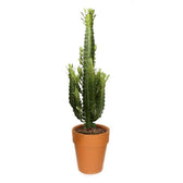 Euphorbia trigona potted houseplant in nursery pot on white background, product photo 2.