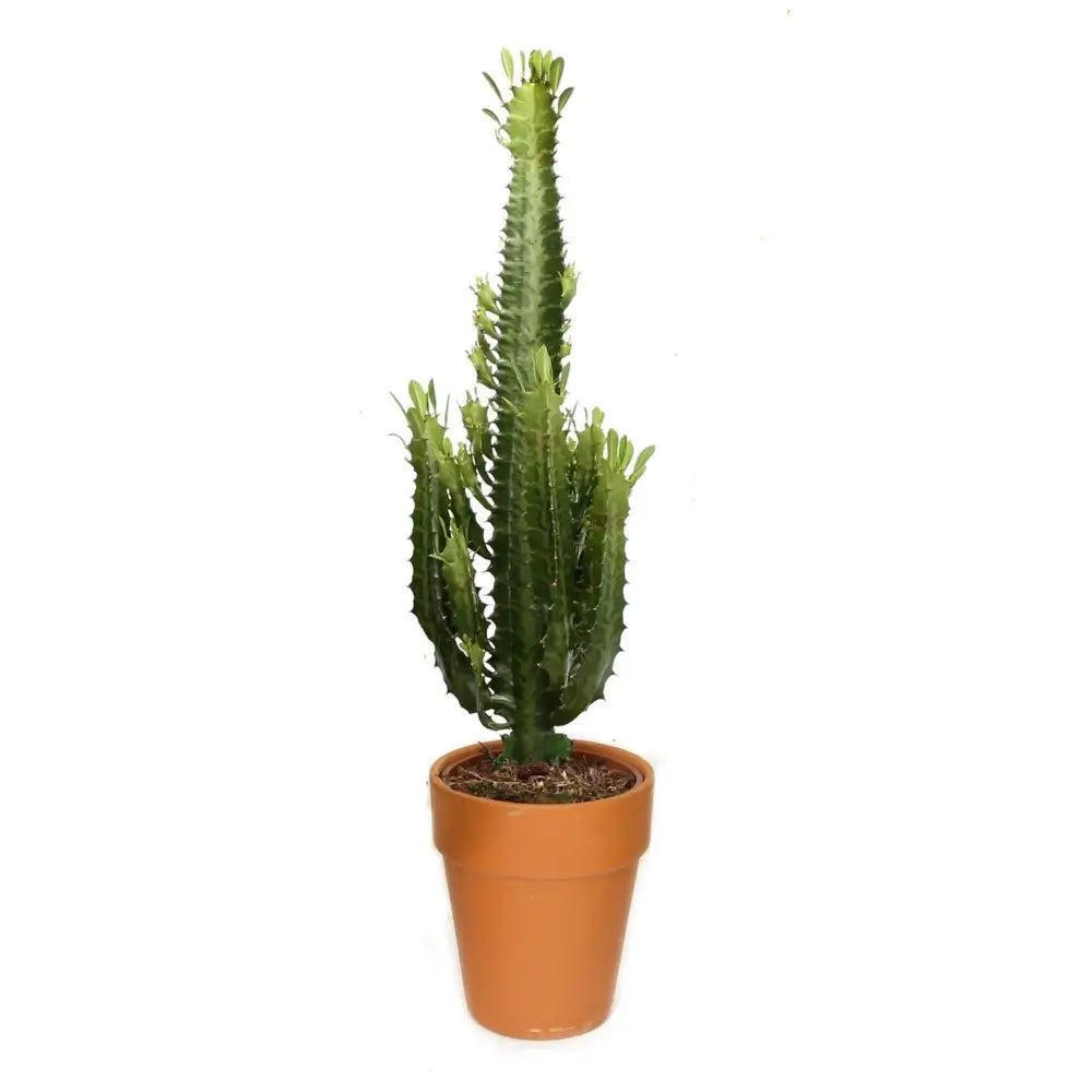 Euphorbia trigona potted houseplant in nursery pot on white background, product photo 2.