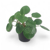 Pilea peperomioides – Topfpflanze im Kulturtopf vor weißem Hintergrund, Produktfoto 2.