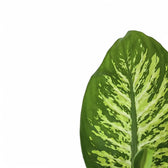 Nahaufnahme eines Blatts von Dieffenbachia seguine 'Reeva' vor weißem Hintergrund.