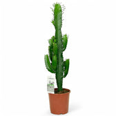 Euphorbia abyssinica potted houseplant in nursery pot on white background, product photo 7.