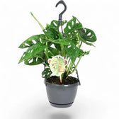 Monstera adansonii 'Monkey leaf' potted houseplant in nursery pot on white background, product photo 11.