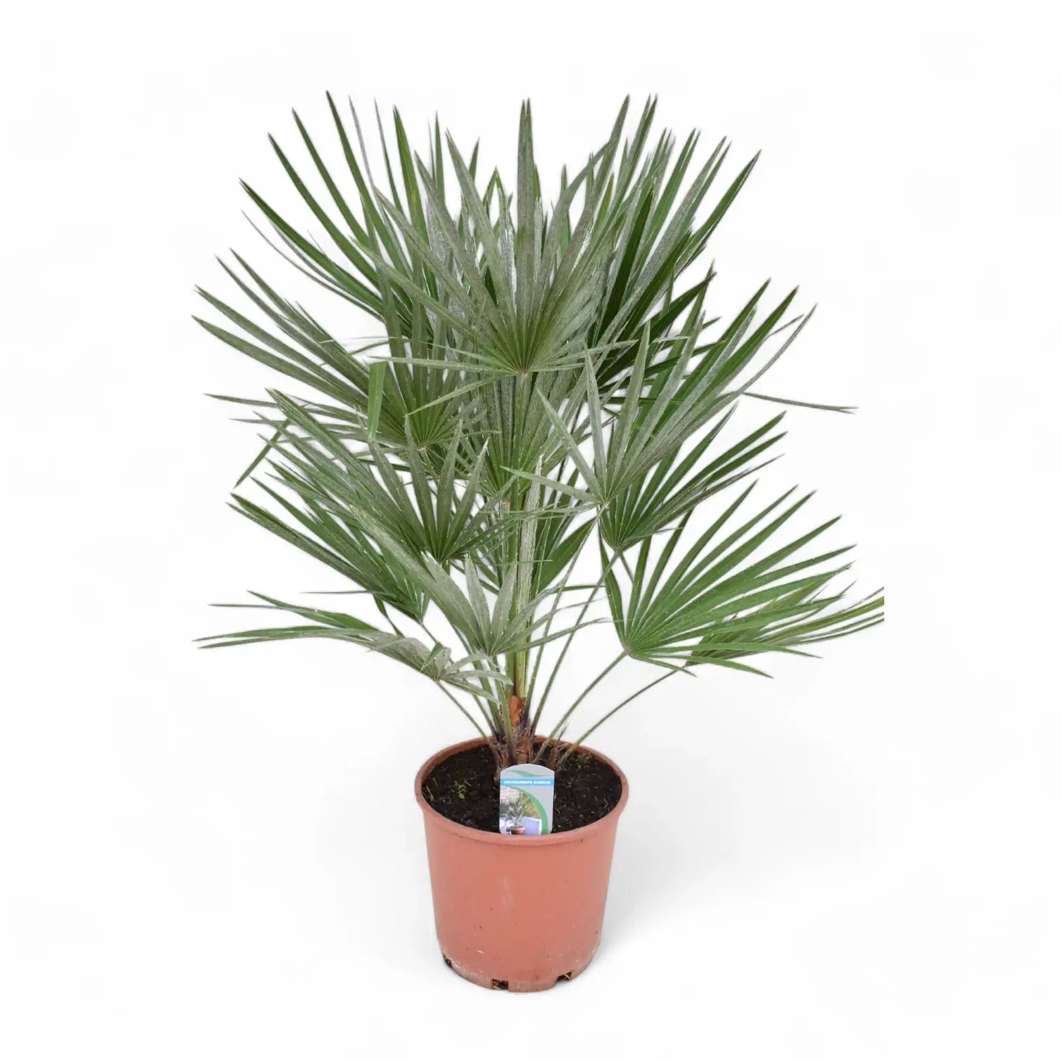 Chamaerops humilis potted houseplant in nursery pot on white background, product photo 6.