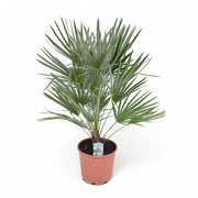 Chamaerops humilis potted houseplant in nursery pot on white background, product photo 6.