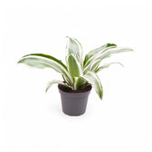 Dracaena fragrans ‘Warneckii’ – Topfpflanze im Kulturtopf vor weißem Hintergrund, Produktfoto 4.