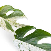 Epipremnum pinnatum variegata 'Marble' leaf close-up on white background.