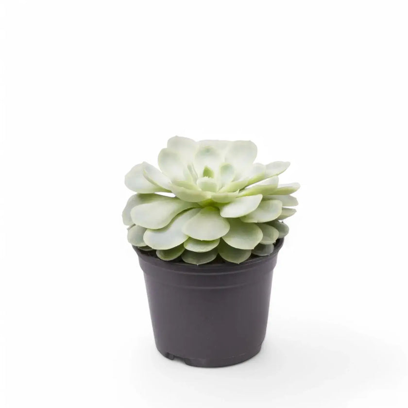 Echeveria elegans potted houseplant in nursery pot on white background, product photo 2.