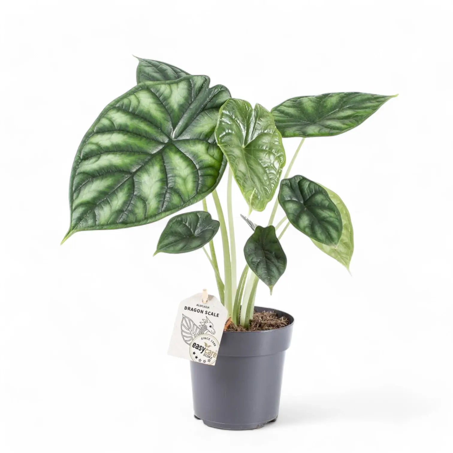 Alocasia baginda 'Dragon scale' potted houseplant in nursery pot on white background, product photo 11.