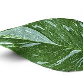 Nahaufnahme eines Blatts von Spathiphyllum 'Diamond' vor weißem Hintergrund.